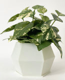 Sijo Plant Pot -Glow in the Dark