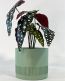 Zeta Plant Pot