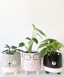 Piggy Plant Pot