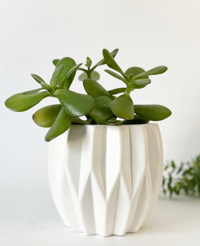 Aurora Pleated Plant Pot