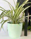 Madeirar Pastel Pot Collection