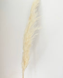 Natural Cream Pampas Grasses