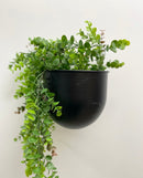 Virginia Wall Planters -Black
