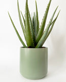 Kendall Green Pot Collection