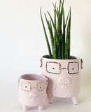 Piggy Plant Pot