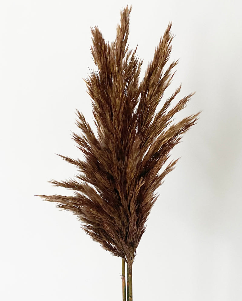 Plume Reeds -Brown