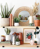 Preserved Silver Eucalyptus Stems