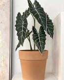 Calima Plant Pot