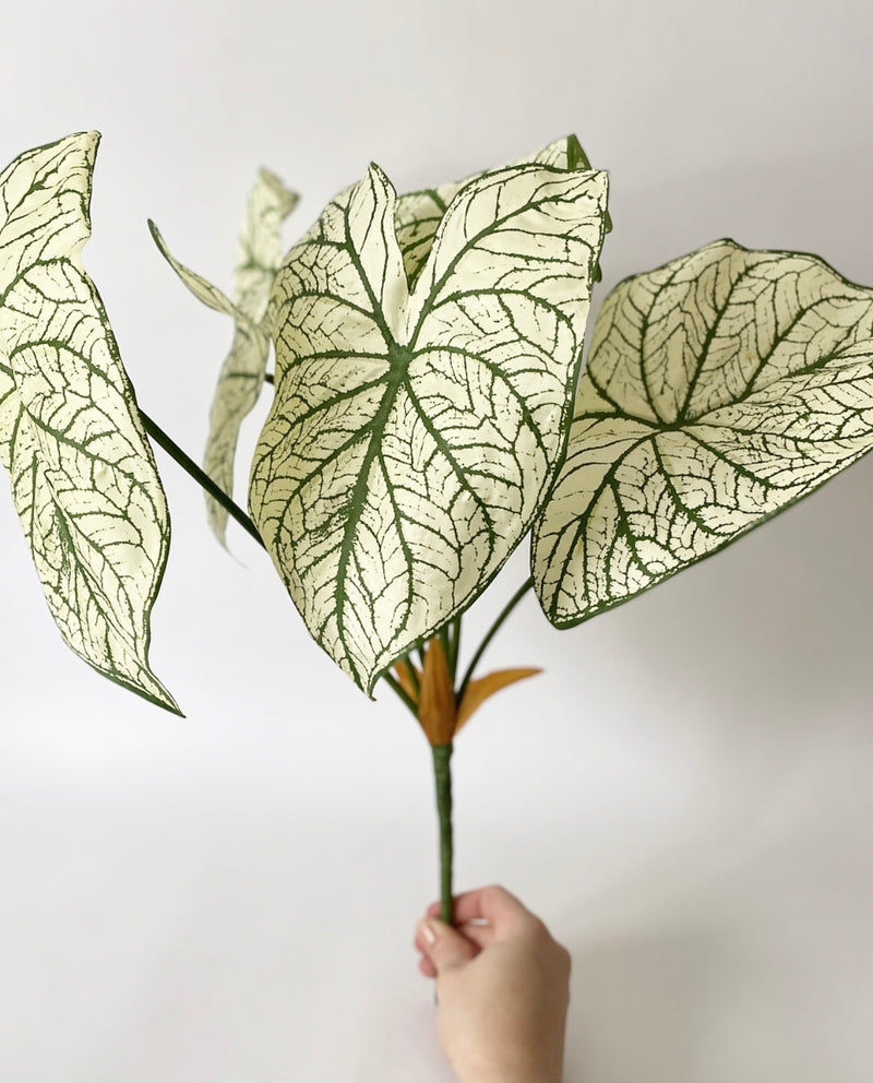 Caladium Leaf Pick