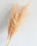 Natural Pink Pampas Grasses