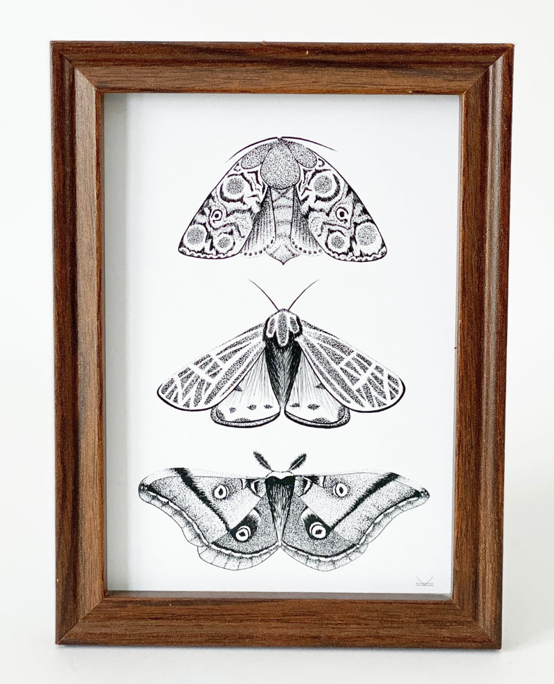 Wild Moth Trio Art Print