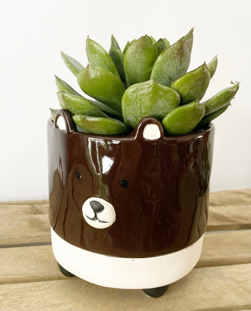 Berry Plant Pot