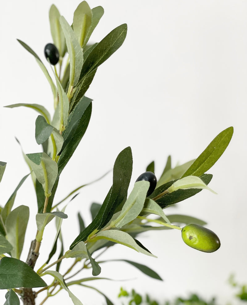 Table Top Olive Tree
