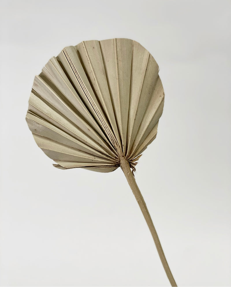 Dried Palm Leaf -Sage Fan