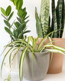 Calima Plant Pot