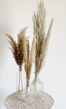 Natural Brown Pampas Grasses