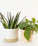 Sandstone Plant Pots
