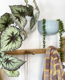 Centra Wall Planters -Blue