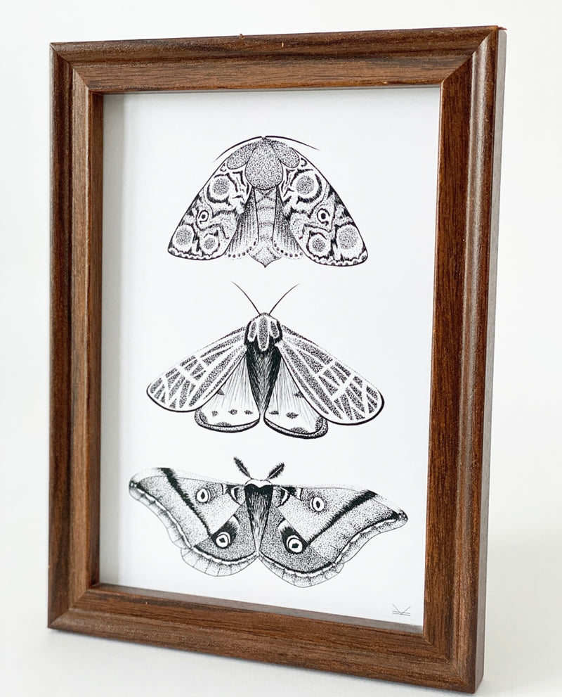 Wild Moth Trio Art Print