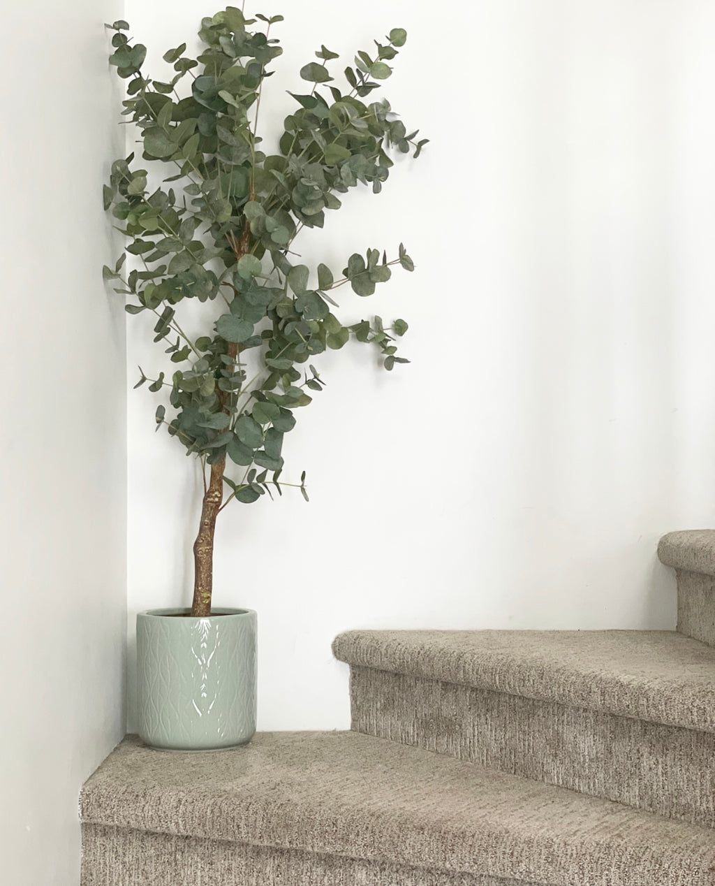 is eucalyptus an indoor plant Potted 5' Eucalyptus Tree