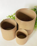 Apricot Plant Pots