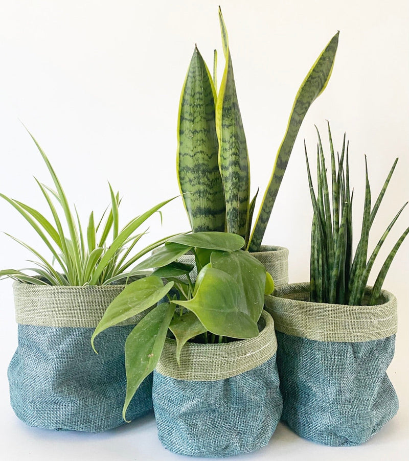 S/4 Plant Baskets -Blue