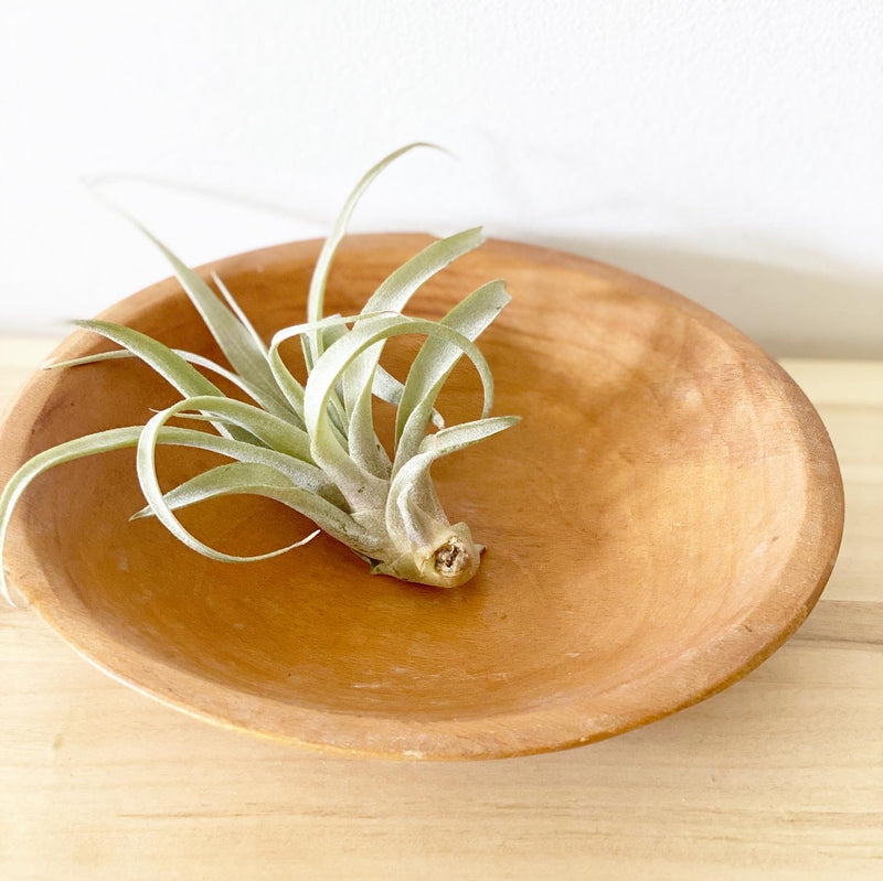 Blondie Wooden Salad Bowls