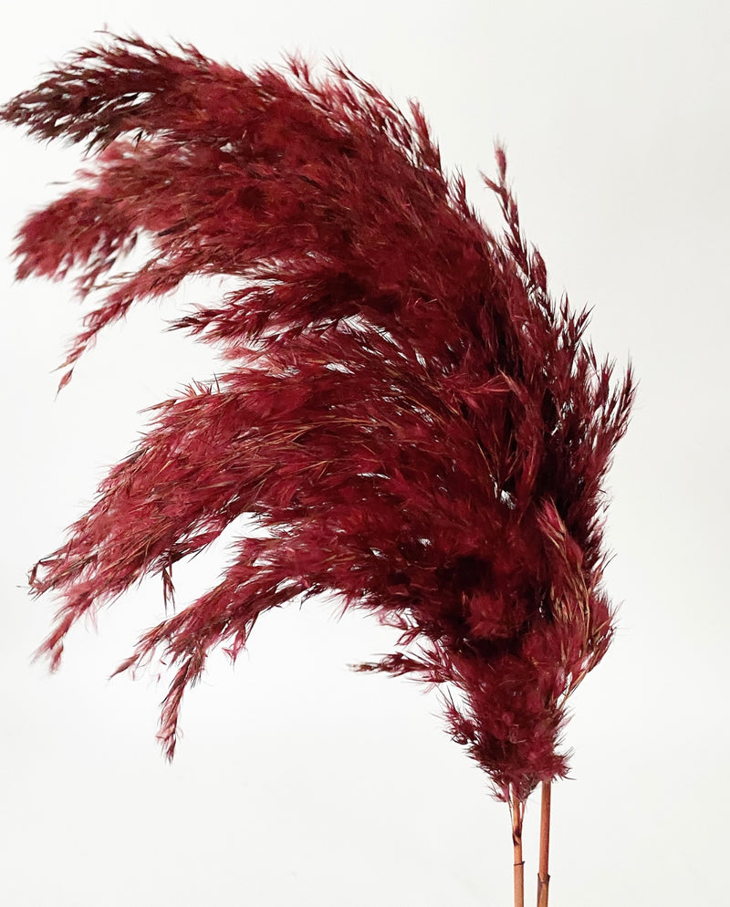 Plume Reeds -Red