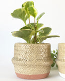 Cement Basket Pots