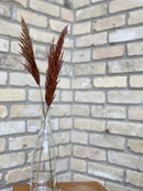 Plume Reeds -Brown