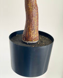 Potted  5' Eucalyptus Tree