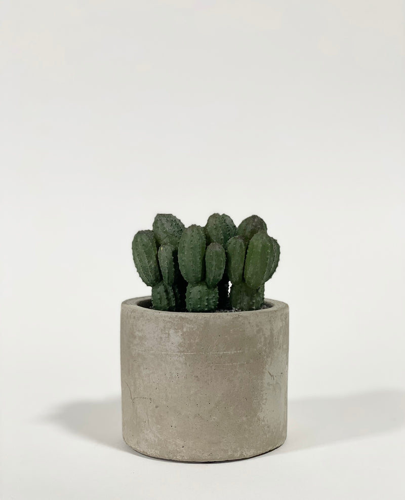 Faux Salsum Plant