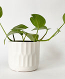 Denmark Plant Pot