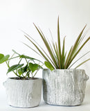 Alder Bark Plant Pot