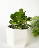 Helen Geo Plant Pot
