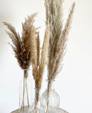 Natural Brown Pampas Grasses
