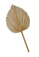Dried Palm Leaf -Large