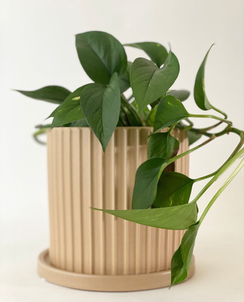 Remi Plant Pot -Blush