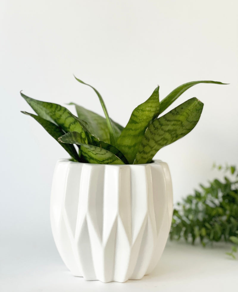 Aurora Pleated Plant Pot