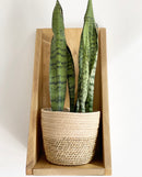 Natural Grass Lined Baskets