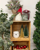 Potted  5' Eucalyptus Tree