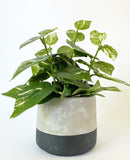 Toonie Plant Pot
