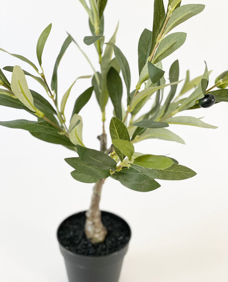Table Top Olive Tree