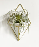 Faux Tillandsia Xerographica