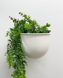 Virginia Wall Planters -White