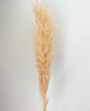 Natural Pink Pampas Grasses
