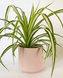 Kendall Pink Pot Collection